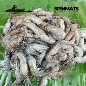 Image refers to Chingri