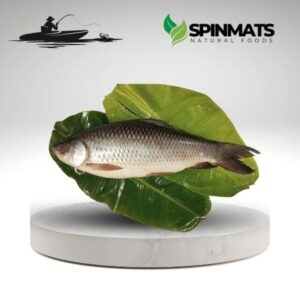 Image represents of Rui fish of Haor