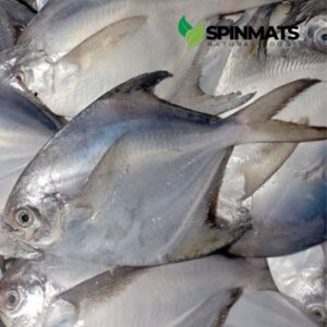 Image refers to Rupchanda fish